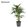 Howea forsteriana 130cm (Kentia) Decorum