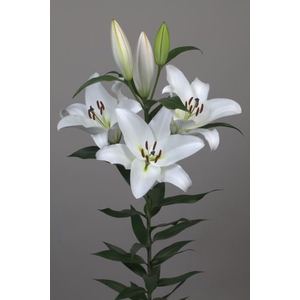 Li Or Galibier 3+ Lily Master