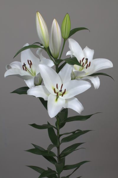 <h4>Li Or Galibier 3+ Lily Master</h4>