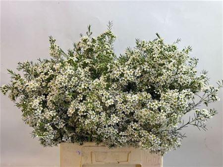 <h4>Chame Un Ofir</h4>