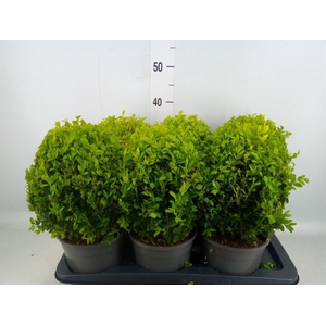 Buxus semp.   ...