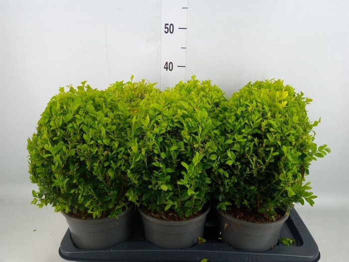 <h4>Buxus semp.   ...</h4>