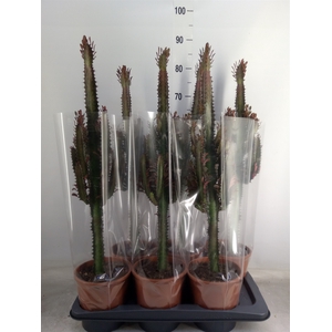 Euphorbia trigona 'Rubra'