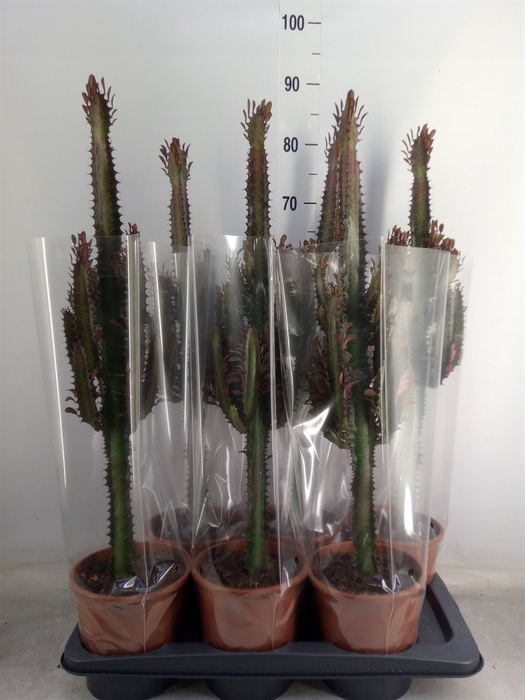 <h4>Euphorbia trigona 'Rubra'</h4>