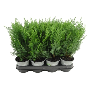 Chamaecyparis lawsoniana 'Columnaris'