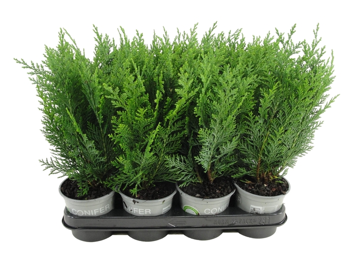 <h4>Chamaecyparis lawsoniana 'Columnaris'</h4>