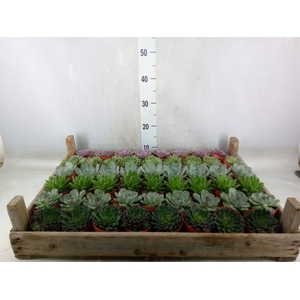 Echeveria   ...