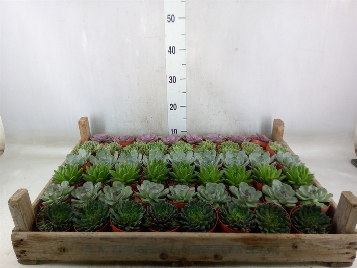 <h4>Echeveria   ...</h4>