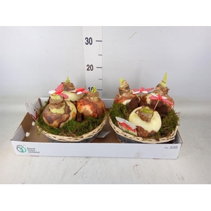 Arr.  Hippeastrum  L%