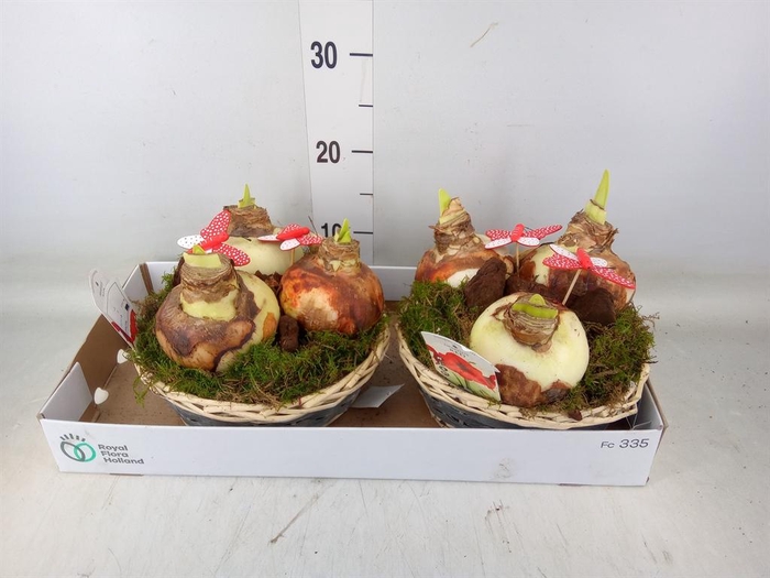 <h4>Arr.  Hippeastrum  L%</h4>