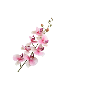 Phalaenopsis Pink