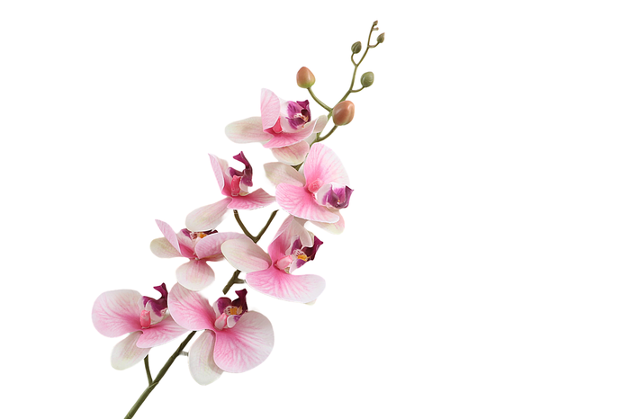 Phalaenopsis Pink