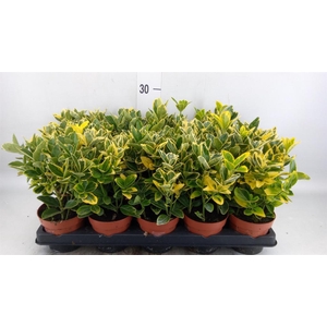 Euonymus japon. 'Aureus'