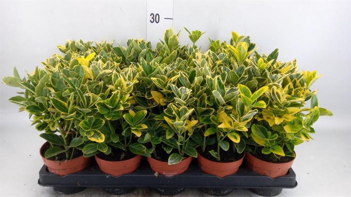 <h4>Euonymus japon. 'Aureus'</h4>