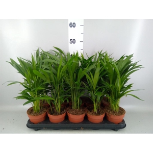 Dypsis lutescens ...Chrysalidoca