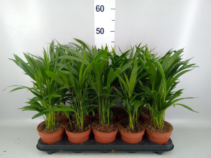 <h4>Dypsis lutescens ...Chrysalidoca</h4>