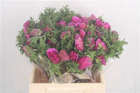 <h4>Anemone Mistral Fuchsia</h4>