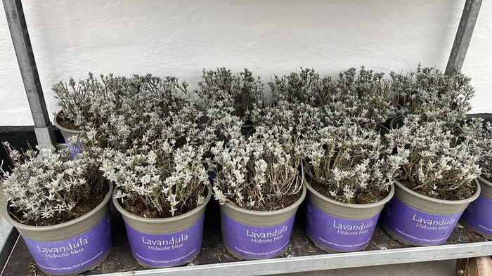 <h4>LAVANDULA ANGUSTIFOLIA</h4>