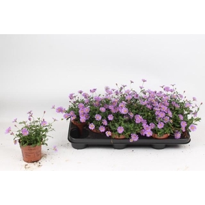 BRACH BRAS VIOLET