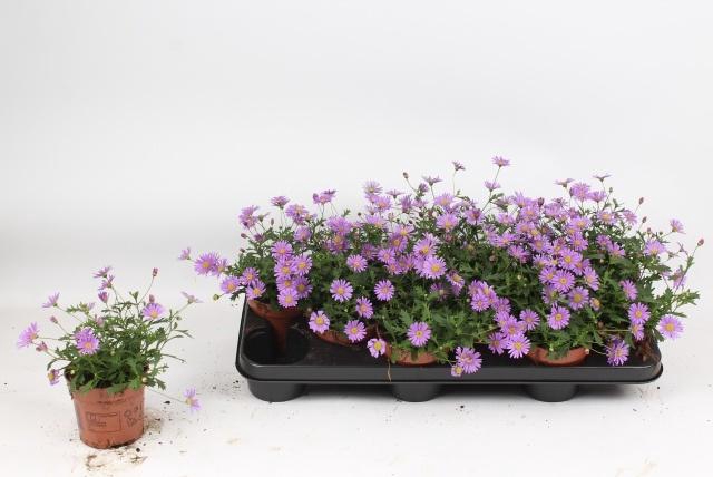 <h4>BRACH BRAS VIOLET</h4>