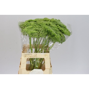 Ammi Green Mist