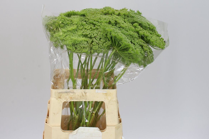 Ammi Green Mist