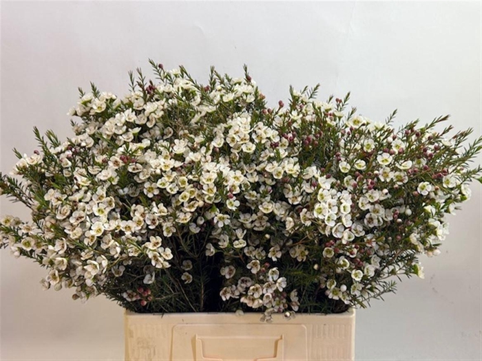 <h4>CHAME ME GIL</h4>