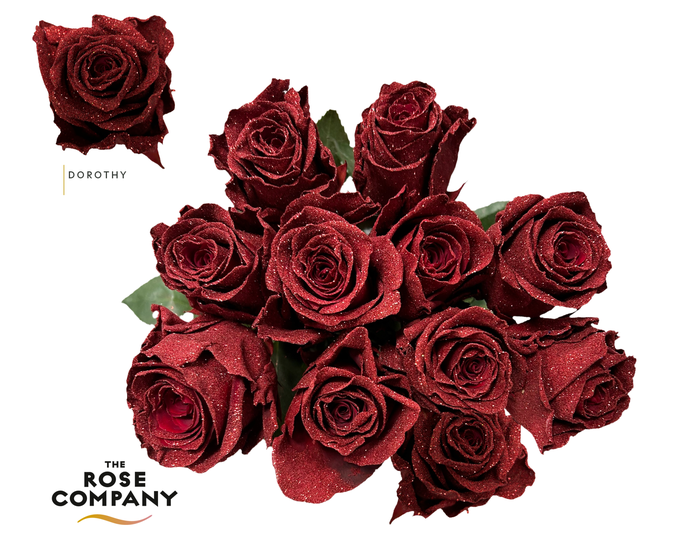 <h4>Rosa Ec Dorothy</h4>