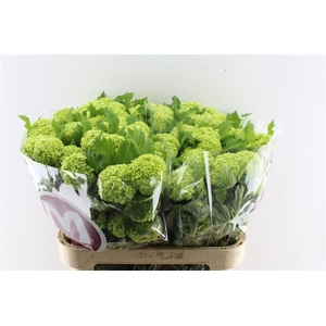 Viburnum Roseum 80cm 4 Bal