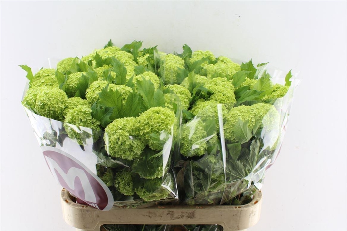 <h4>Viburnum Roseum 80cm 4 Bal</h4>