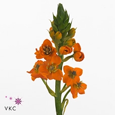 Ornithogalum dubium Sunray