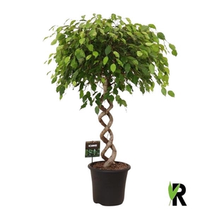 Ficus benj. Exotica dubbel spiraal extra zwaar