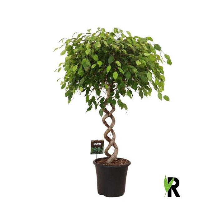 <h4>Ficus benj. Exotica dubbel spiraal extra zwaar</h4>