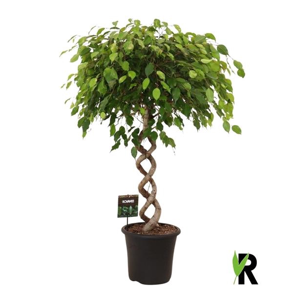 Ficus benj. Exotica dubbel spiraal extra zwaar
