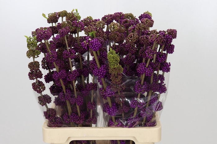 <h4>Callicarpa Bodinieri Var Giraldii</h4>