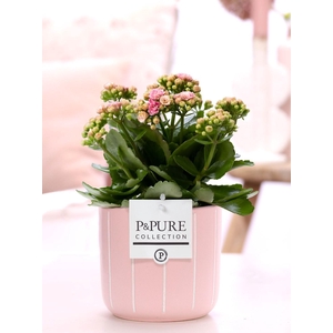 Kalanchoe pink in P&PURE Fleur ceramics pink