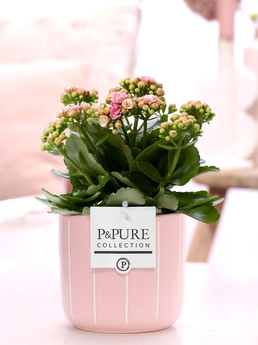 <h4>Kalanchoe pink in P&PURE Fleur ceramics pink</h4>