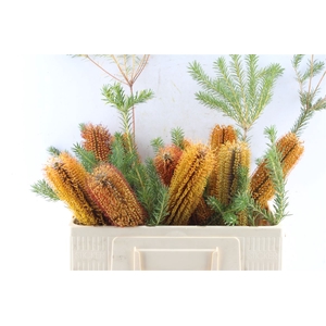 Banksia Ericifolia