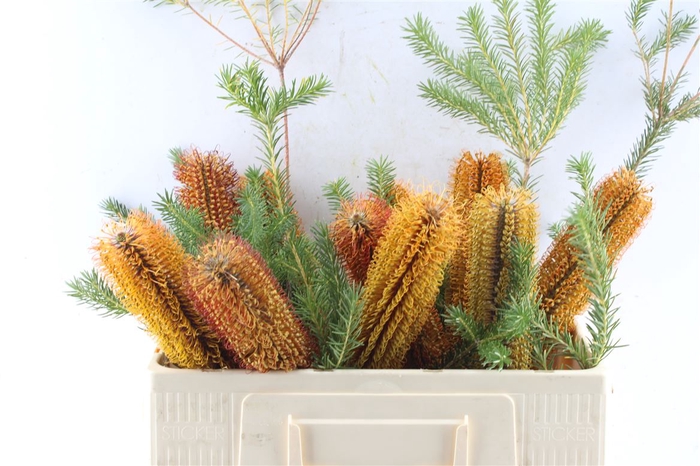 <h4>Banksia Ericifolia</h4>