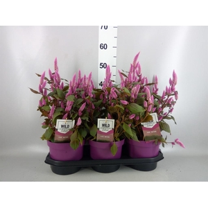 Celosia spic. 'Wild Pink'