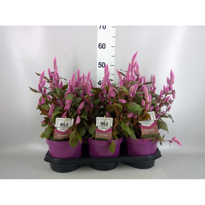 <h4>Celosia spic. 'Wild Pink'</h4>