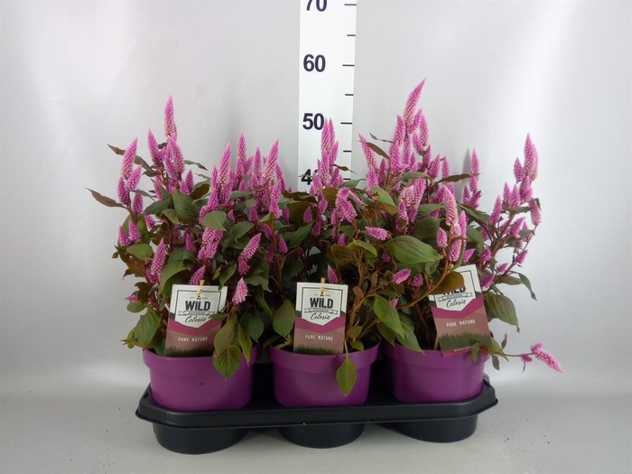 Celosia spic. 'Wild Pink'