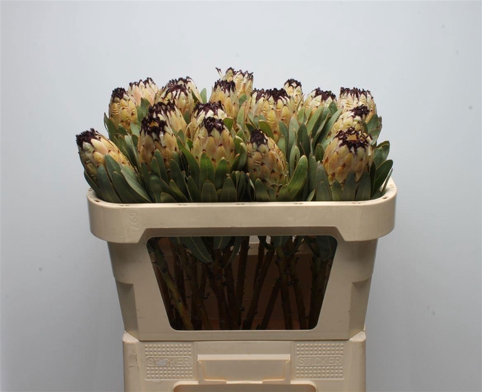 <h4>PROTEA OV PER STUK</h4>