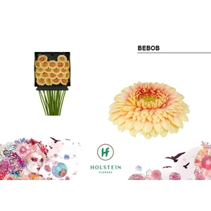 Germini Pomponi Bebob Diamond per kaart