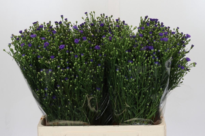 <h4>Aster Casamare</h4>