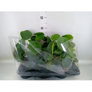 Pilea peperomioides