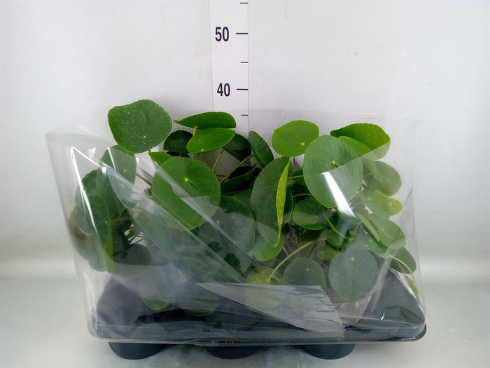 <h4>Pilea peperomioides</h4>