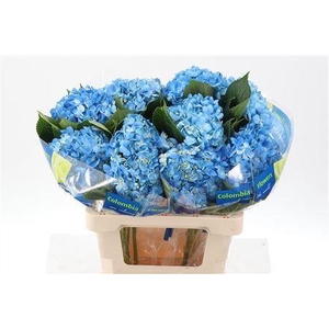 Hydra M D Blue Select