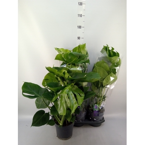 Monstera delic.