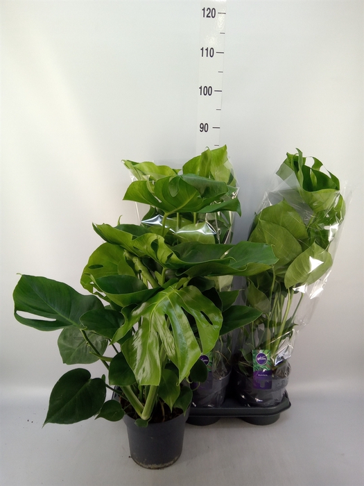 <h4>Monstera delic.</h4>